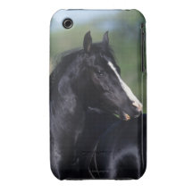 Arabiskt skrapa för häst Case-Mate iPhone 3 cases