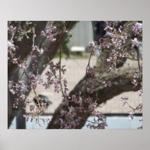 Arizona blomma Ironwood Print