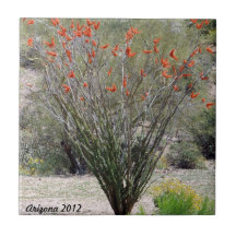 Arizona Ocotillo Kakelplatta Av Kerami