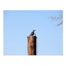 Arizona Quail Vykort