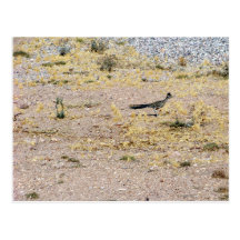 Arizona Roadrunner Vykort