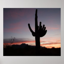 Arizona Saguarosolnedgång Posters