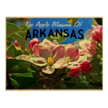 Arkansas Apple blommar Vykort