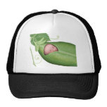 Ärtapodbaby Trucker Kepsar