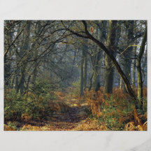 Ashdown skog flygblad designs