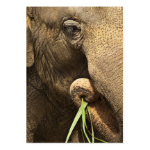 Asiatisk elefant - ACEO 10 Visitkort Mallar