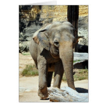 Asiatiska Elephan Hälsningskort