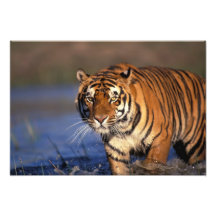 ASIEN Indien, Bengal tigerPanthera tigris) Fotografi