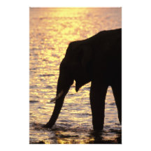 Asien Indien, Nargahole nationalpark. Indier Konstfoto