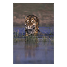 ASIEN Indien tiger som går till och med vatten Fotografiskt Tryck
