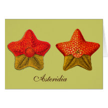 Asteridia (sjöstjärna) hälsningkort