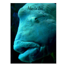 Atlanta Zoovykort