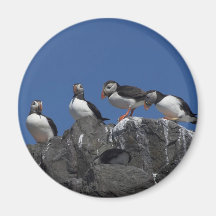 Atlantiska Puffins Magneter För Kylskåp