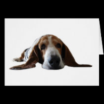 Att ljuga för Bassethund besegrar kort
