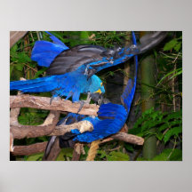 Att slåss för blåttmacawpapegojor fotograferar bil affischer