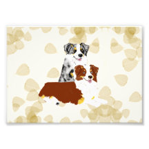 Australian shepherd~-solbrännan lämnar Motiff Fototryck