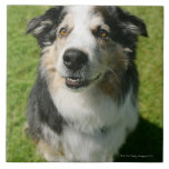 Australian shepherd som ler på kameran kakel