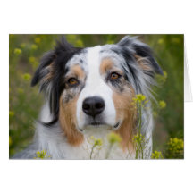 Australian shepherdsaknad som du Card Kort