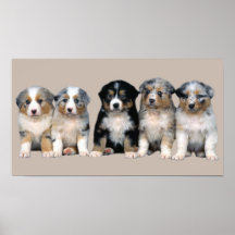 Australian shepherdvalptryck print