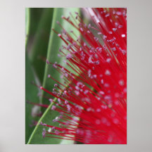 Australiensiska floror print