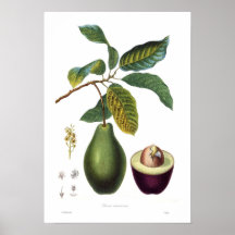 Avokado (americana Persea) Posters