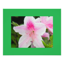 Azalea i rosor! fotografier