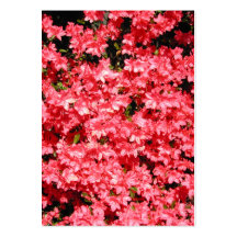 Azaleas. Nätt rosa Flowers. Visitkort Mall