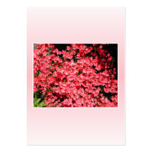 Azaleas. Nätt rosa Flowers. Visitkort Mallar