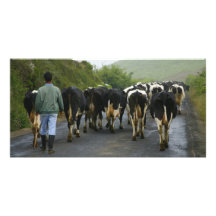 Azorean bonde anpassade foto kort