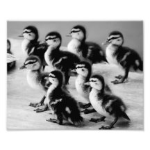 B&W-Ducklings fotograferar