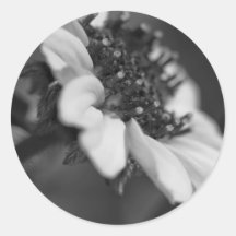 B&W-skönhet II Klistermärken