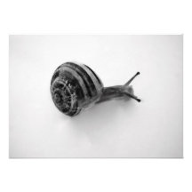 B&W-snigel Inbjudan