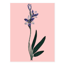 Babiana Stricta Vykort