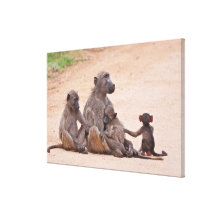 Baboonfamiljsitta på slipat sträckta kanvas tryck
