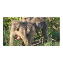 Baboonmammor Fotokort