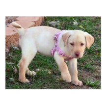 Baby gula Labrador Vykort