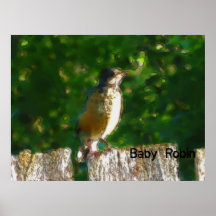 Baby Robin Posters