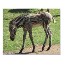 Baby Zebra Photograph