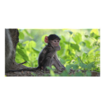 BabyBaboon Anpassingsbara Fotokort