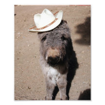 BabyBurro som ha på sig hatten Foton