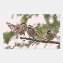 BabyChickadees och morfågel Retangel Klistermärke