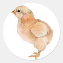 Babychickklistermärke