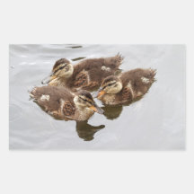 Babyen duckar fotoet rektangelformade klistermärken