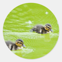 BABYEN för DUCKLINGS Ducklings299 DUCKAR SIMNINGDA Runda Klistermärken