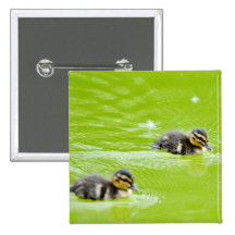 BABYEN för DUCKLINGS Ducklings299 DUCKAR SIMNINGDA Knappar Med Nål