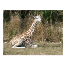 Babygiraff Vykort
