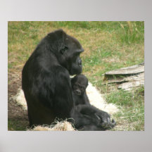 Babygorilla 007 20"" affisch x16