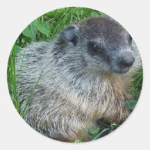BabyGroundhog klistermärke