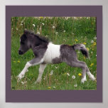 Babyhästaffisch