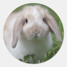 BabyHolland Lop kanin Rund Klistermärke